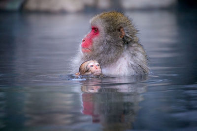 Japanese macaques in hot spring