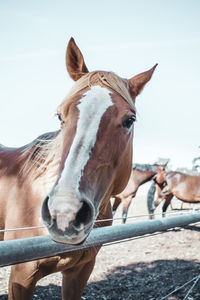 Horse in ranch against clear sky