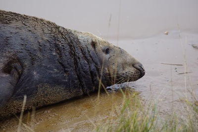 Close-up of elephant in lake