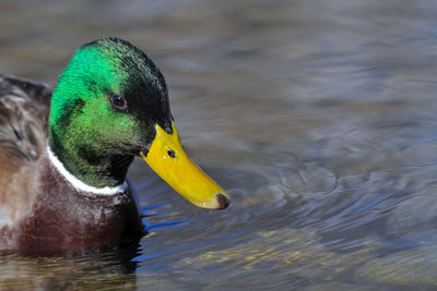 Close-up of yellow duck swimming in lake