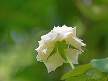 Close-up of white rose