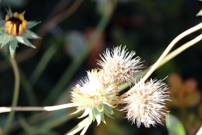 Close-up of flower against blurred background