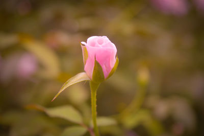 Close-up of pink rose