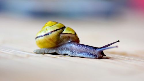 Close-up of snail on place mat