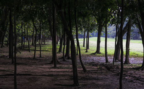 Trees on field in forest