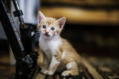 Close-up portrait of kitten indoors