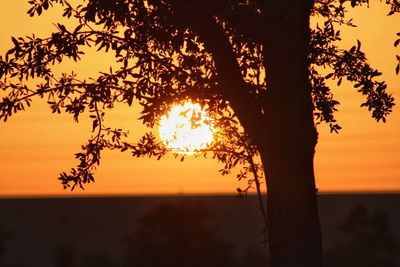 Silhouette tree against sky during sunset