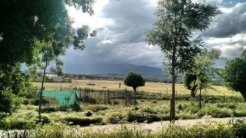 Scenic view of field against sky