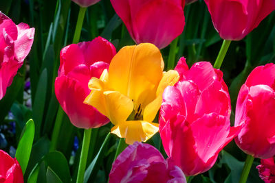 Close-up of pink tulips