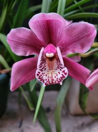 Close-up of orchid  flower