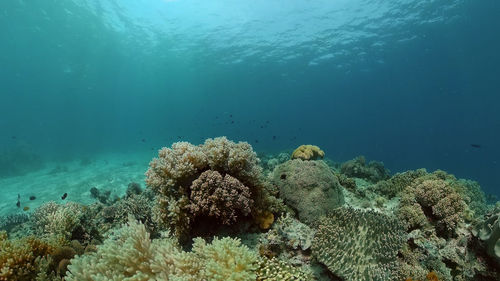 View of coral in sea