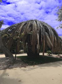 Palm trees on beach against sky