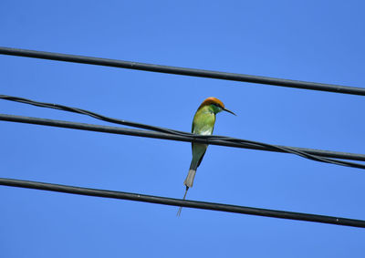 Low angle view of bird perching on cable