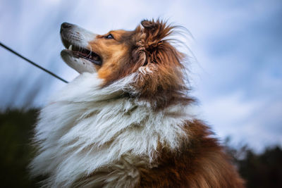 Shetland sheepdog