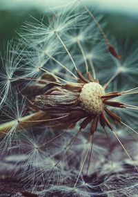 Close-up of wilted dandelion