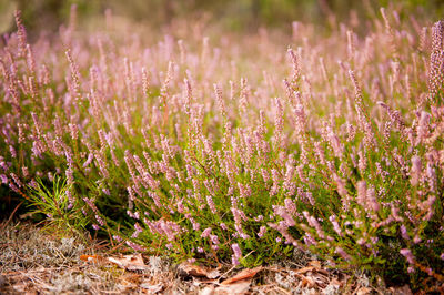 Close up of grass