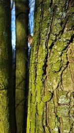 Tree trunk in forest