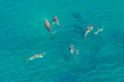 High angle view of fishes swimming in sea