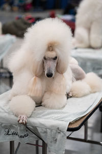 Portrait of white dog resting
