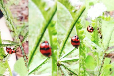 Close-up of ladybug on plant