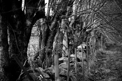 Panoramic view of a tree