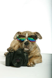 Close-up of a dog wearing sunglasses