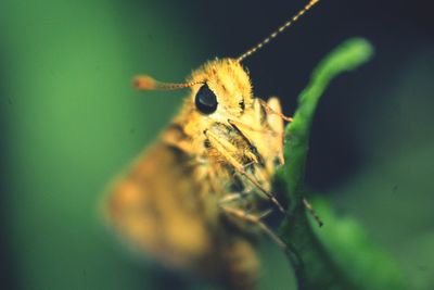 Close-up of insect