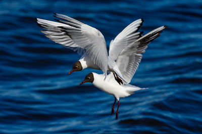 Seagulls flying over sea