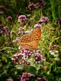 Close-up of butterfly pollinating on flowers