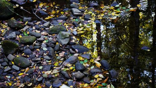 High angle view of stones on rocky stream