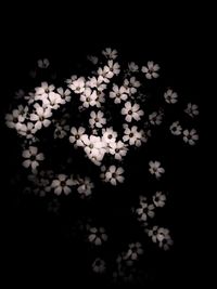 Close-up of lamp over black background