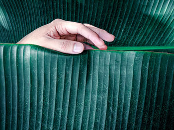 Close-up of human hand holding leaf