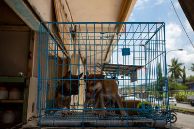 Horse in cage