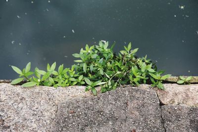 Plants growing on edge of pond