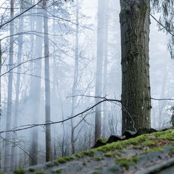 Trees in forest