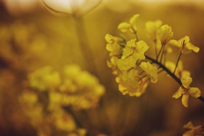 Close-up of yellow flower