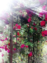 Pink flowers blooming in park