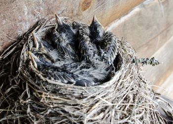 High angle view of young robins relaxing in nest