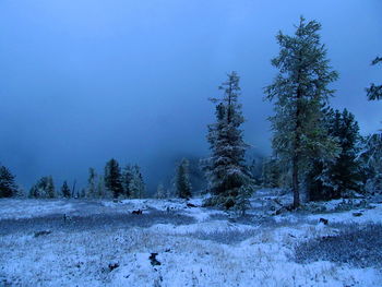 Trees on snow covered field against sky
