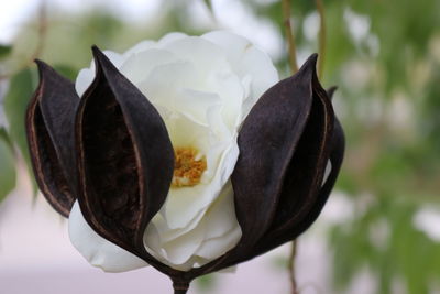 Close-up of white rose