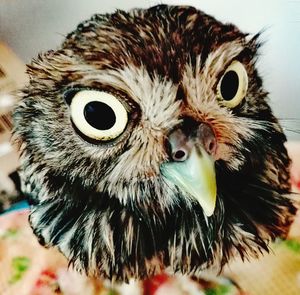 Close-up portrait of owl