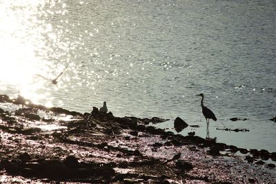 Birds perching on sea against sky