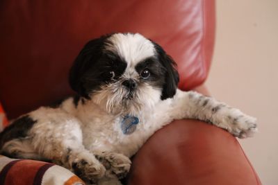 Portrait of shih tzu on couch at home