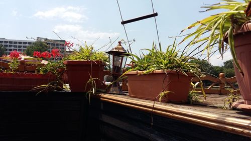 Potted plants and houses against sky