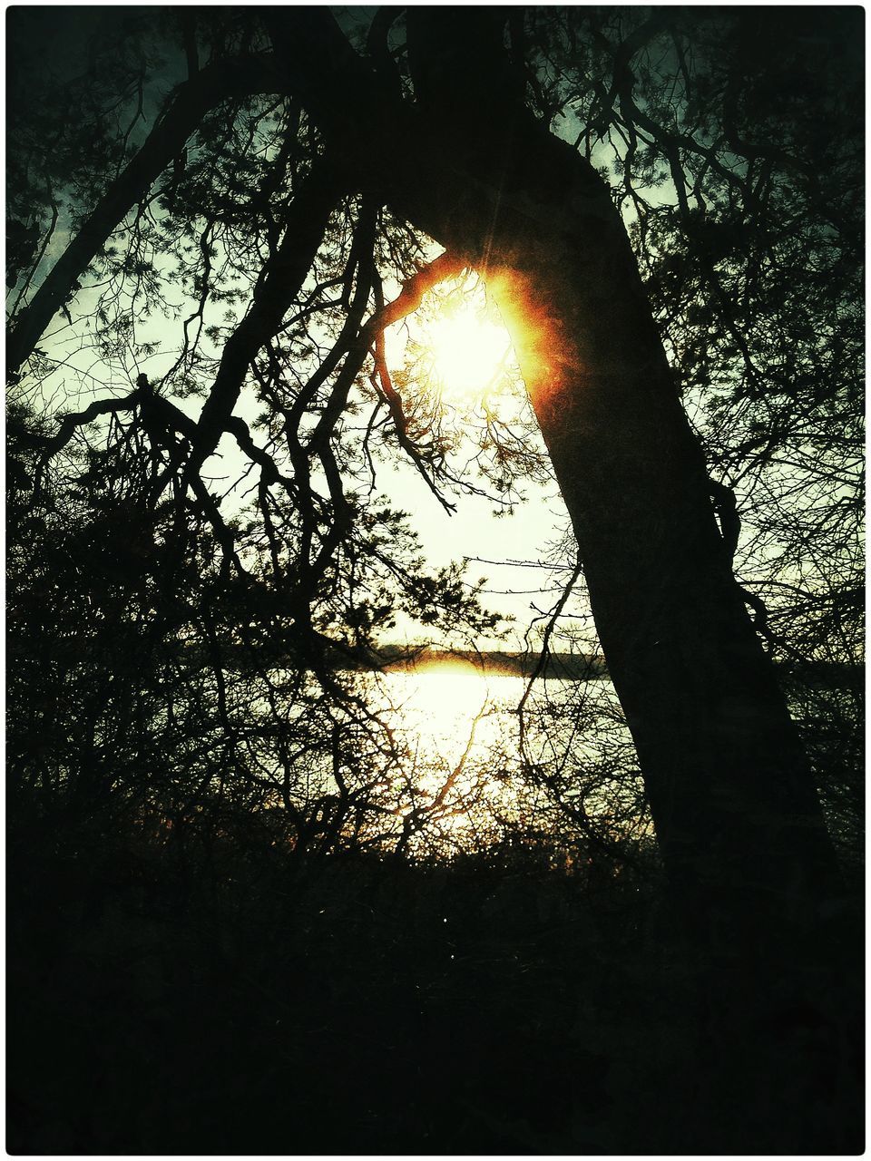 SILHOUETTE TREE IN FRONT OF LAKE AT SUNSET