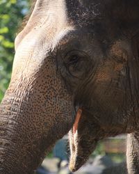 Close-up of elephant