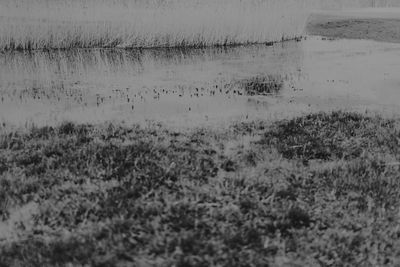 Close-up of grass by lake against sky