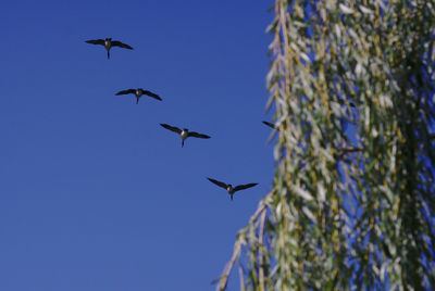 Low angle view of birds flying in sky