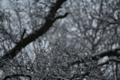 Close-up of bare tree during winter