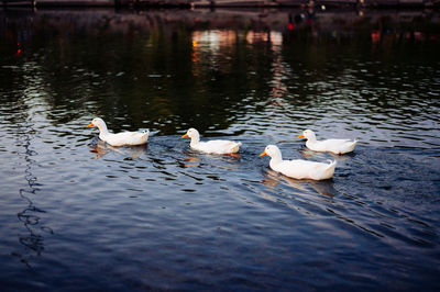 Swans swimming in lake